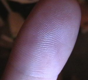 fingerprint